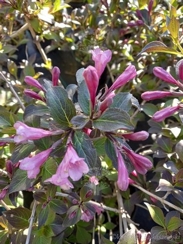 Krzewuszka cudowna Nana Purpurea dzwonkowe kwiaty na Arena.pl