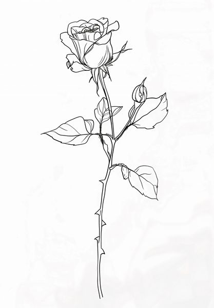 Plakat 68x98cm Kontur Róży zdjęcie 1