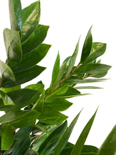 ZAMIOKULKAS (ZAMIOCULCAS) 45cm na Arena.pl