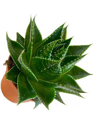 ALOES ARISTATA COSMO 12cm na Arena.pl