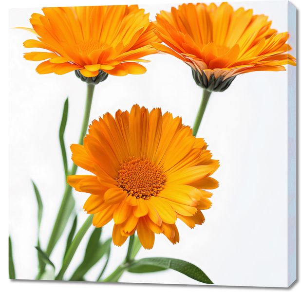 Obraz 90x90cm Słoneczne Kalendule zdjęcie 1