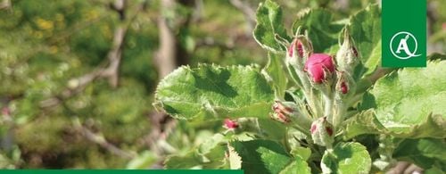 MIEDZIAN 50WP 500G 0,5kg ŚRODEK GRZYBOBÓJCZY OPRYSK MIEDZI DO SADU na Arena.pl