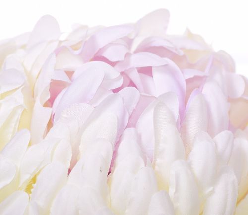 Chryzantema wyrobowa cream lt violet na Arena.pl