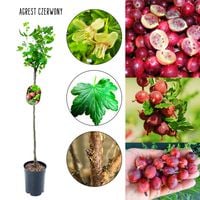 Agrest NA PNIU czerwony zwarty pokrój 80-120 cm