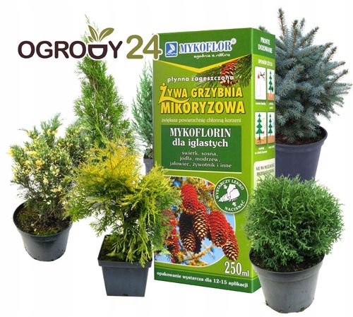 Mikoryza dla DRZEW IGLASTYCH grzybnia na Arena.pl