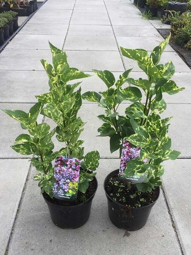 Lilak pospolity Aucubaefolia C3 na Arena.pl