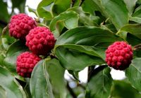 DEREŃ CHIŃSKI - sadzonki 30 / 50 cm