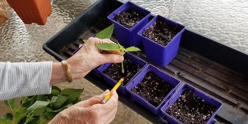 SUM28 MULTIROOTS UKORZENIACZ 100ML SUMIN na Arena.pl