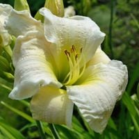 Liliowiec 'Gentle Shepherd' Biały Białe Kwiaty (Hemerocallis) Doniczka 2.0L