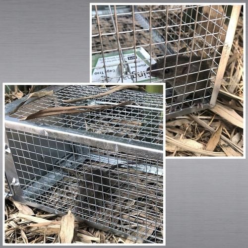 PUŁAPKA ŻYWOŁAPKA NA SZCZURY MYSZY GRYZONIE KUNY ŁAPKA DO ŁAPANIA na Arena.pl