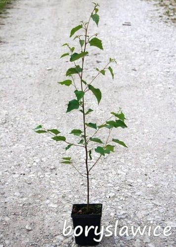 Brzoza brodawkowata (Betula) w  doniczkach P11, 60-80 cm na Arena.pl