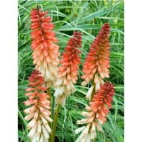 product-compare-62848539