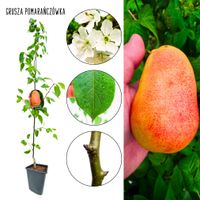 Grusza Pomarańczówka gruszka mrozoodporna 180-220 cm
