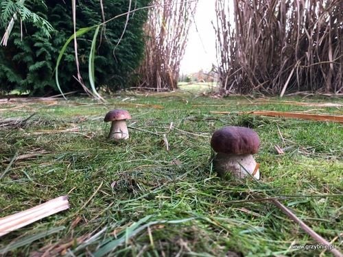 BOROWIK BRZOZOWY grzybnia grzyby leśne Mycelium na Arena.pl