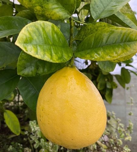 CYTRYNA SKIERNIEWICKA Cytrus na Arena.pl