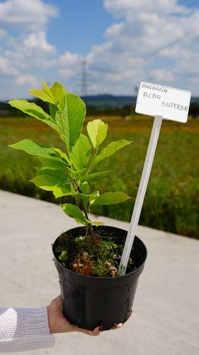 Magnolia Biała Alba Superba w Doniczce 3L do Ogrodu na Arena.pl