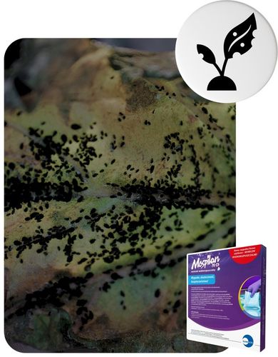 Oprysk Preparat Środek Owadobójczy + Grzybobójczy Miedzian+Mospilan ZESTAW na Arena.pl