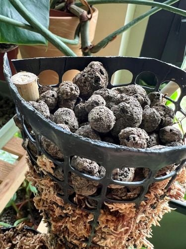 Palik z mchu 60cm sphagnum Podpora do roślin na Arena.pl