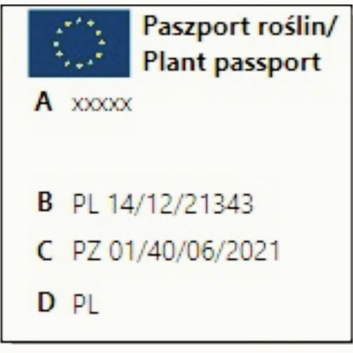 Agrest ukraiński POMARAŃCZOWY - duże słodkie owoce, BARDZO PLENNY na Arena.pl