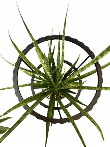 Podpórki do roślin kwiatów podpora pierścieniowa podpórka RINGS S33cm 16/18 na Arena.pl