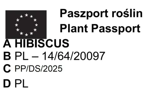 Hibiskus Tower Ruby - sadzonki 30 / 50 CM na Arena.pl