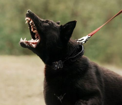 MEGA MOCNA SOLIDNA OBROŻA TAKTYCZNA DO DUŻEGO PSA METALOWA KLAMRA 45-65 XL na Arena.pl