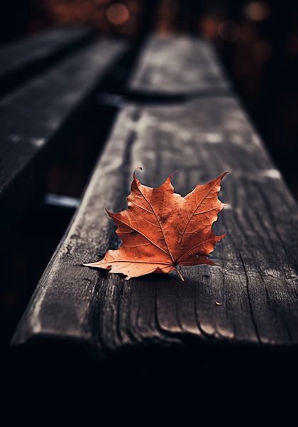 Plakat 70x100cm Pojedynczy Liść zdjęcie 1