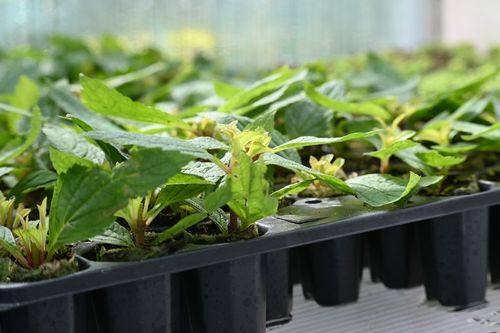 Sadziec Baby Joe - Eupatorium maculatum na Arena.pl