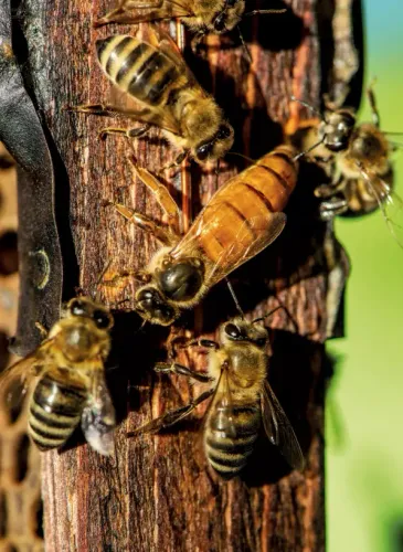 Pszczoły. Zbrodnia, intryga, miód na Arena.pl
