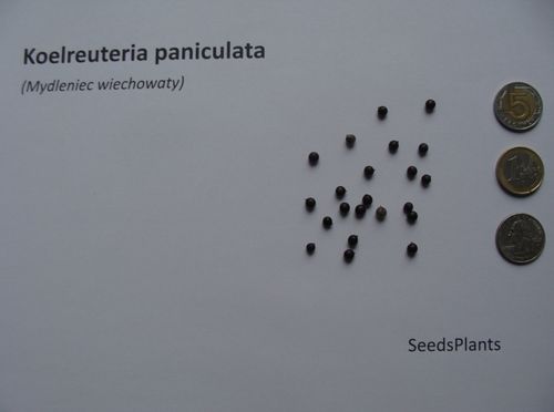 MYDLENIEC WIECHOWATY Koelreuteria paniculata NASIONA 1700 sztuk - 100g. na Arena.pl