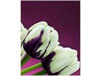 40X50CM FIOLETOWE TULIPANY OBRAZ