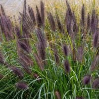 TRAWA Rozplenica japońska BLACK BEAUTY Czarne kwiatostany Duże sadzonki C2