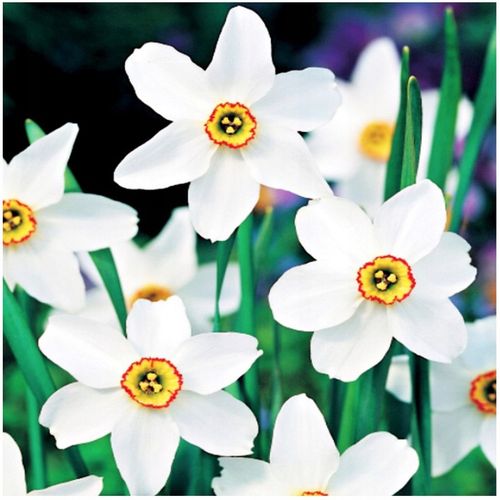 NARCYZ cebulki MIX BOTANICZNY odporne i trwałe 100 szt. + GRATIS na Arena.pl