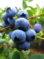 Borówka Amerykańska DUKE 2L 30-50cm Najsłodsze Owoce