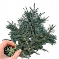 GAŁĄZKI ŚWIERKOWE ŻYWE 4kg NA STROIK ZIELONE GAŁĄZKI ŚWIĄTECZNE ŚWIERK