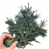 GAŁĄZKI ŚWIERKOWE ŻYWE 4kg NA STROIK ZIELONE GAŁĄZKI ŚWIĄTECZNE ŚWIERK