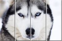 120CM 80 OBRAZ 4 ELEM HUSKY ŚCIENNY