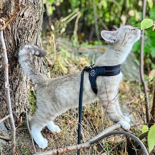 SZELKI dużego kota 43-53cm powyżej 6kg TRE PONTI czarne MIĘKKIE oddychające na Arena.pl