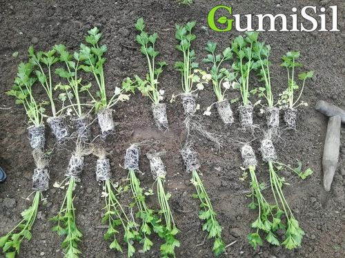 STYMULATOR DO WARZYW GUMISIL TRICHODERMA ROZSADY! EKO NAWÓZ BIOLOGICZNY TOP na Arena.pl