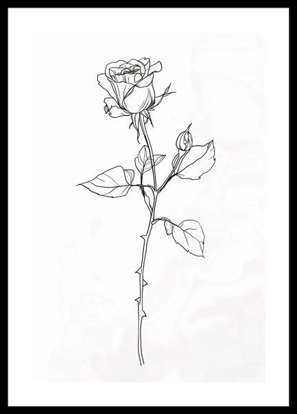 Plakat 30x45cm Kontur Róży zdjęcie 3