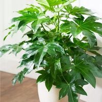 Fatsia japonica wytrzmała JAPOŃSKA ROŚLINA bujna fatsja Odporna duże