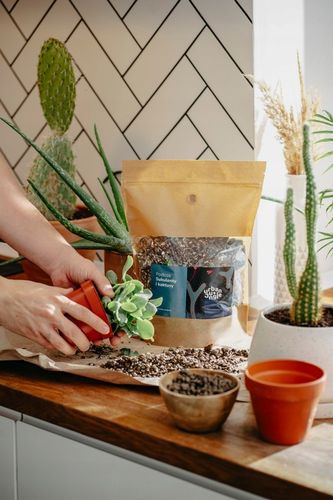 Ziemia do SUKULENTÓW i KAKTUSÓW 3L bigos, podłoże na Arena.pl