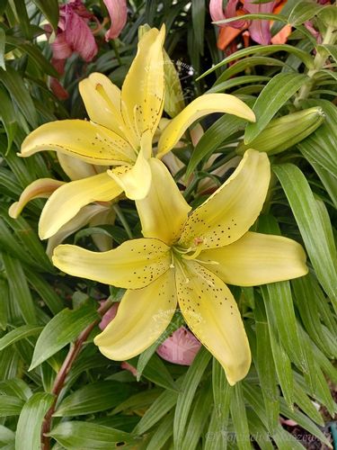 Lilia azjatycka Bright Pixie na balkon i taras na Arena.pl