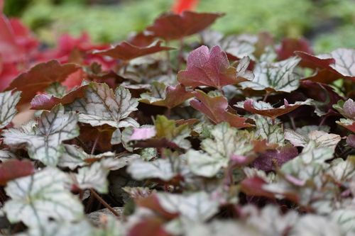 Żurawka mieszańcowa World Caffé™ Corretto - Hauchera x hybrida na Arena.pl