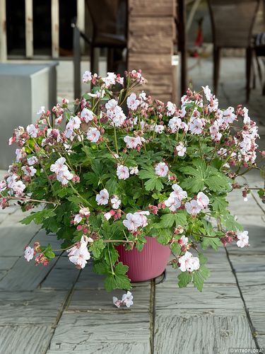 Bodziszek korzeniasty Geranimo White - Geranium macrorrhizum na Arena.pl