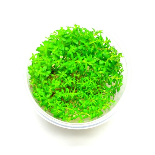 ludwigia arcuata na Arena.pl