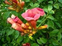 MILIN AMERYKAŃSKI NAJPIĘKNIEJSZE PNĄCZE KRZEWY24