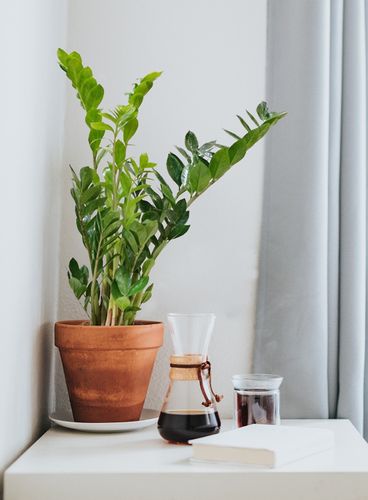 ZAMIOKULKAS (ZAMIOCULCAS) 65cm na Arena.pl