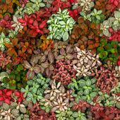 3x FITTONIA RÓŻNE KOLORY fitonia Las w słoiku ZIMOWE ZABEZPIECZENIE