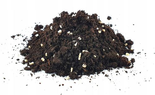 ZESTAW DO UPRAWY EUKALIPTUS SREBRNY DRZEWKO BONSAI NASIONA 5 SZT WIELOLETNI na Arena.pl